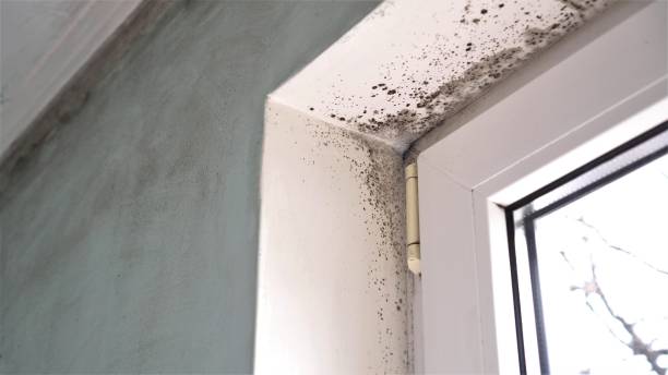 Best Preventive Mold Services in Grand Ronde, OR