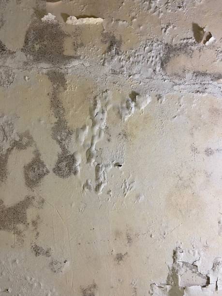 Best Post-Flood Mold Remediation in Grand Ronde, OR