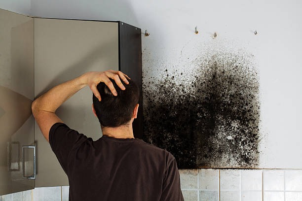 Best Localized Mold Remediation (e.g., coastal areas, humid climates) in Grand Ronde, OR