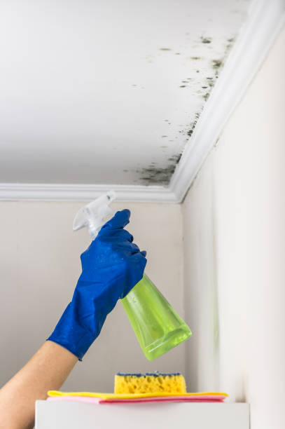 Best HVAC Mold Remediation in Grand Ronde, OR