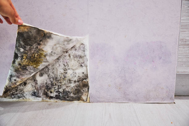 Best Emergency Mold Remediation in Grand Ronde, OR